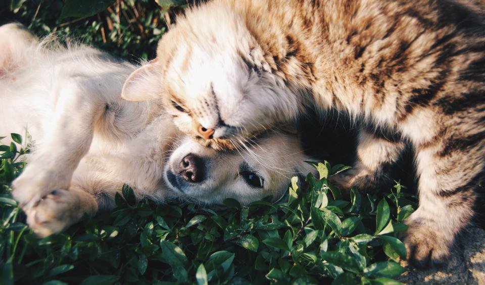 Dog and cat together, both can be covered by pet insurance