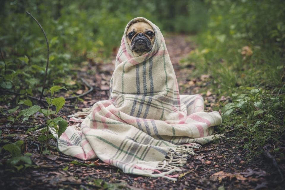 Happy dog, one of the most common pets covered by pet insurance